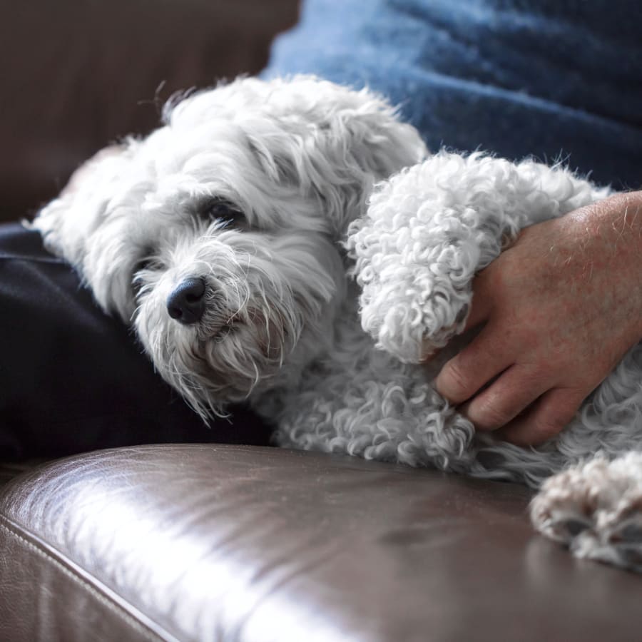 Geriatric Care for Pets, Echo Park