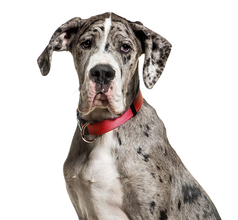 Giant Dogs, Echo Park Veterinary Hospital