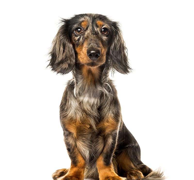 Small Dogs, Echo Park Veterinary Hospital